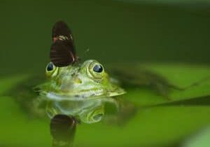 grenouille