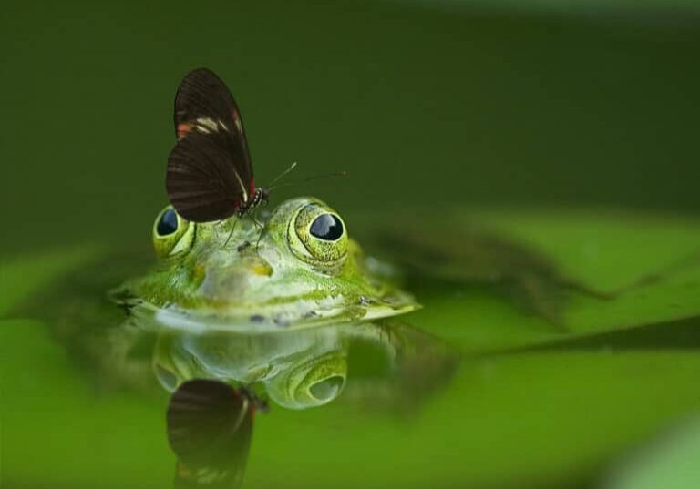 grenouille